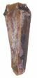 Partial Phytosaur Anterior Tooth - Arizona #62426-1